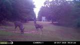 202 Powell Chapel Road - Photo 59