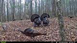  Triplett - Photo 3