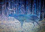  Triplett - Photo 8
