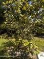 10616 Oak Street - Photo 18