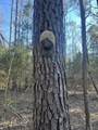  Springwood Trail - Photo 10