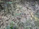259 Forest Lake Road - Photo 32