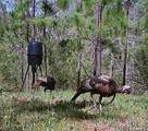 259 Forest Lake Road - Photo 40