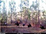259 Forest Lake Road - Photo 41