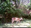 259 Forest Lake Road - Photo 44