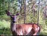 259 Forest Lake Road - Photo 46