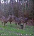 259 Forest Lake Road - Photo 47