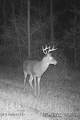 259 Forest Lake Road - Photo 48