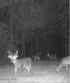 259 Forest Lake Road - Photo 49