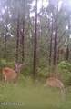 259 Forest Lake Road - Photo 50