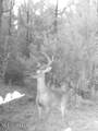 259 Forest Lake Road - Photo 53