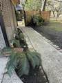 807 Del Sud Drive - Photo 51
