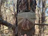  Mississippi 9 - Photo 29