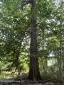 30.14 Acre Highway 57 - Photo 9