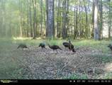 0 Highway 469 - Photo 2