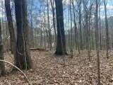 Lot 13 Turkey Creek Road - Photo 6