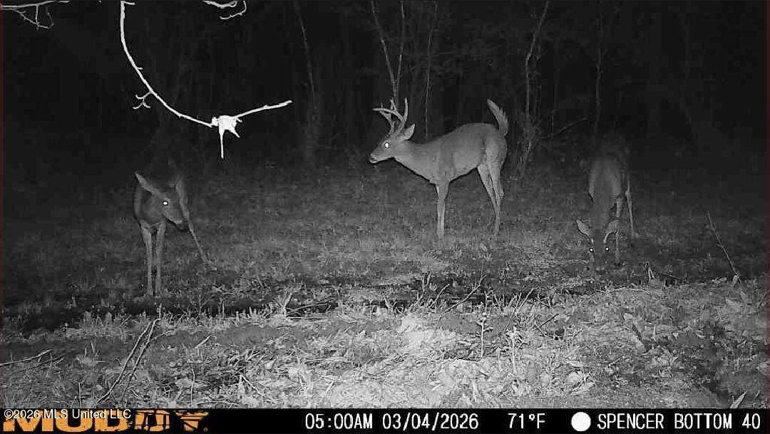  Bogue Chitto Road - Photo 1
