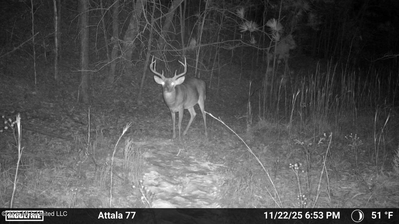  Old Trace Road - Photo 1