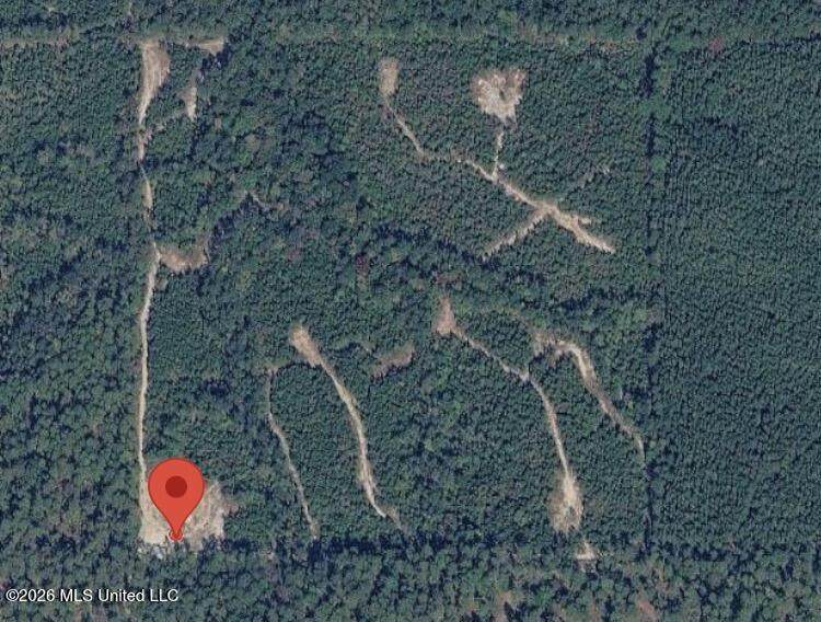 40 Acres Forestry Road 356 - Photo 1