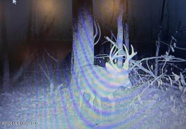  Mississippi 41 - Photo 1