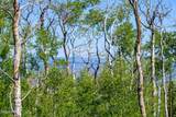 907 Webb Peak - Photo 8