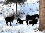  Lee Canyon Road - Photo 47