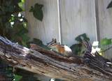 2209 Via Spes Nostra Street - Photo 32
