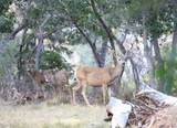2209 Via Spes Nostra Street - Photo 37