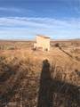  Quarter Horse - Photo 8