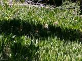 4085 Cougar Ridge Trail - Photo 18