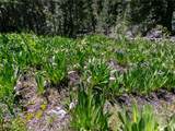 4085 Cougar Ridge Trail - Photo 22