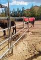 9950 Rancho Destino Road - Photo 13