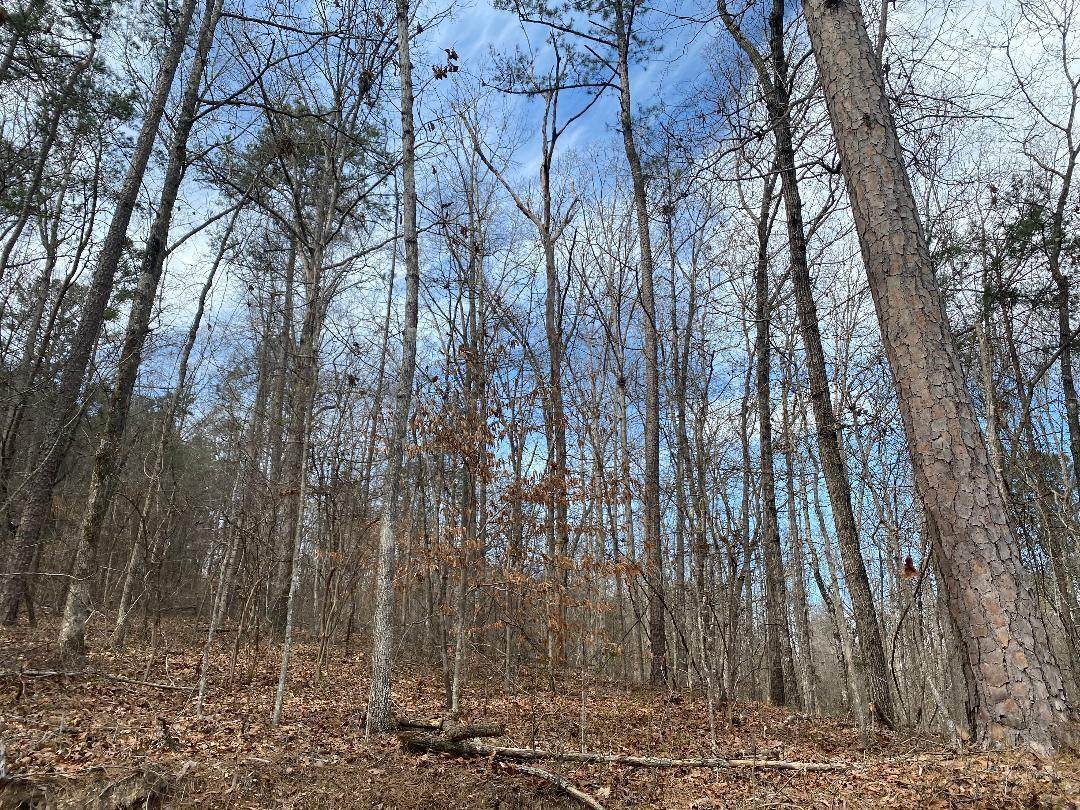  Raccoon Branch Rd - Photo 1