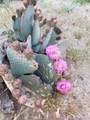 4811 Sierra Pinta Road - Photo 85