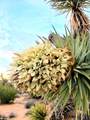 4811 Sierra Pinta Road - Photo 86