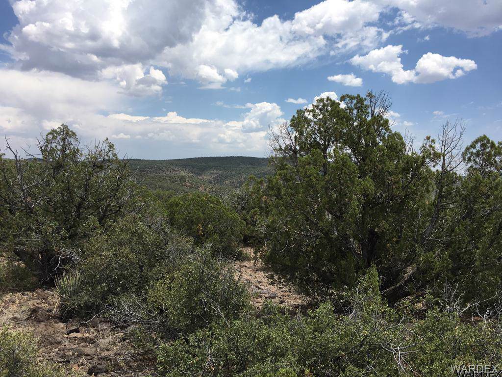 Lot 234 Kit Fox - Photo 1