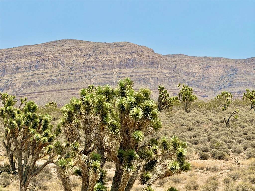 26681 Yucca Road - Photo 1
