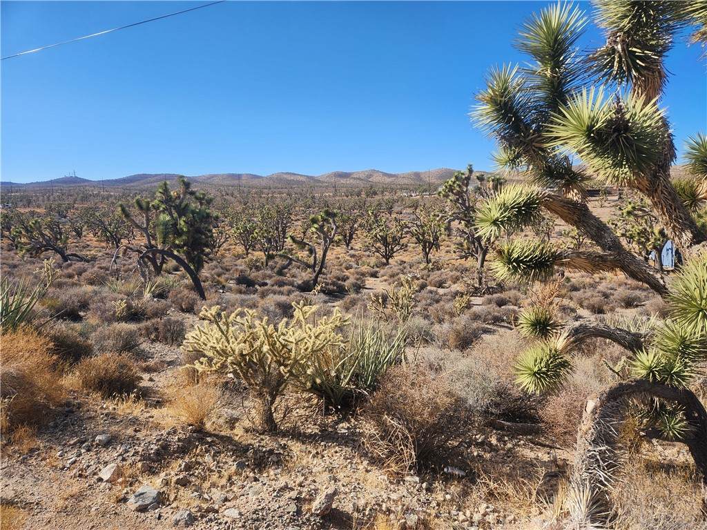 336-09-421A Tamarisk & Rainbow - Photo 1
