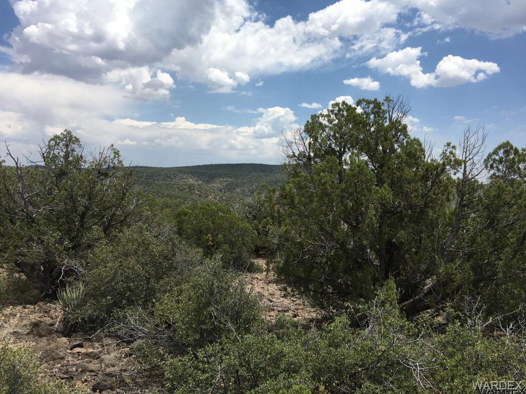 Lot 234 Kit Fox - Photo 1