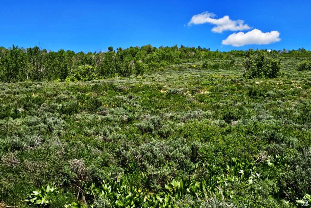 https://bt-photos.global.ssl.fastly.net/wasatch/1280_boomver_1_2092089-1.jpg