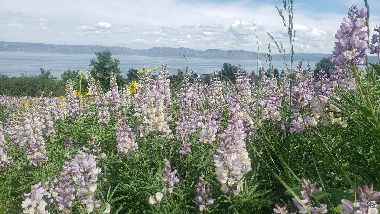 https://bt-photos.global.ssl.fastly.net/wasatch/1280_boomver_1_2102468-1.jpg