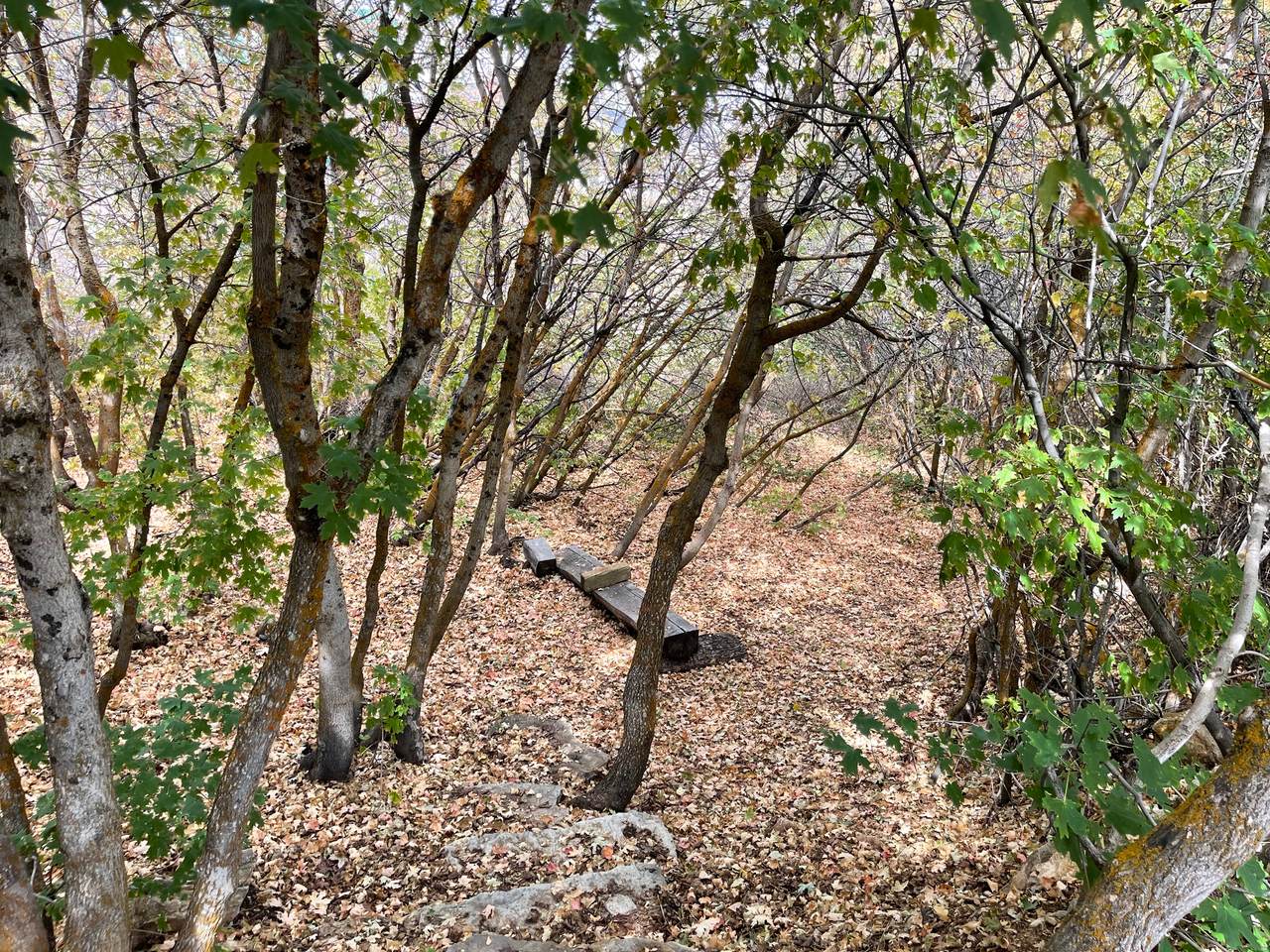 https://bt-photos.global.ssl.fastly.net/wasatch/1280_boomver_1_2137078-1.jpg
