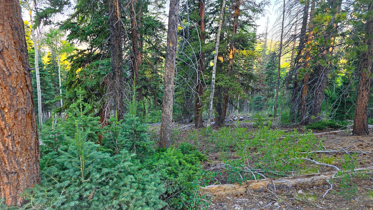 https://bt-photos.global.ssl.fastly.net/wasatch/1280_boomver_1_2137438-1.jpg