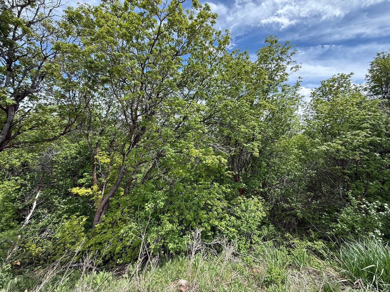 https://bt-photos.global.ssl.fastly.net/wasatch/1280_boomver_1_2146118-1.jpg
