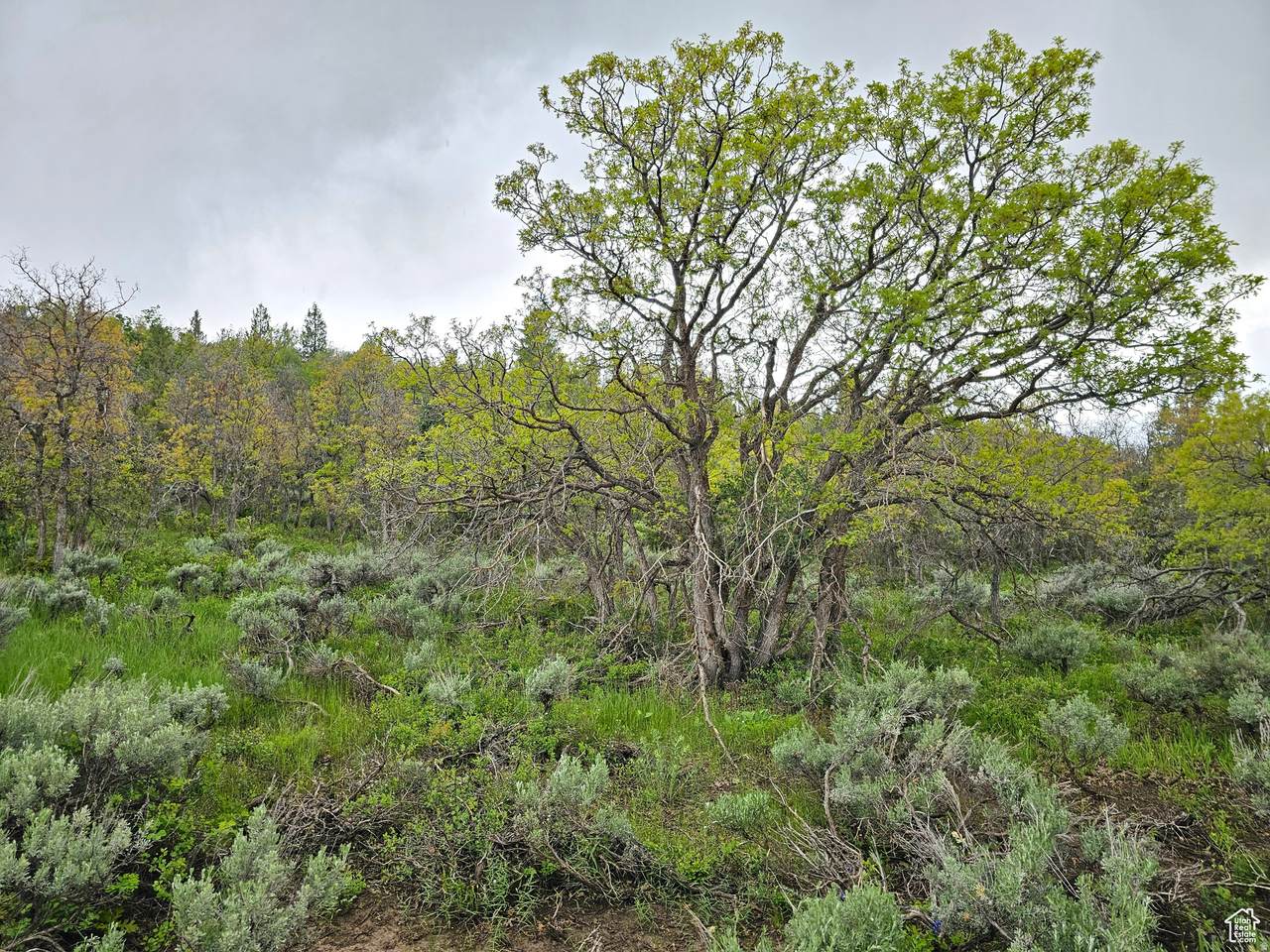 https://bt-photos.global.ssl.fastly.net/wasatch/1280_boomver_1_2147467-1.jpg