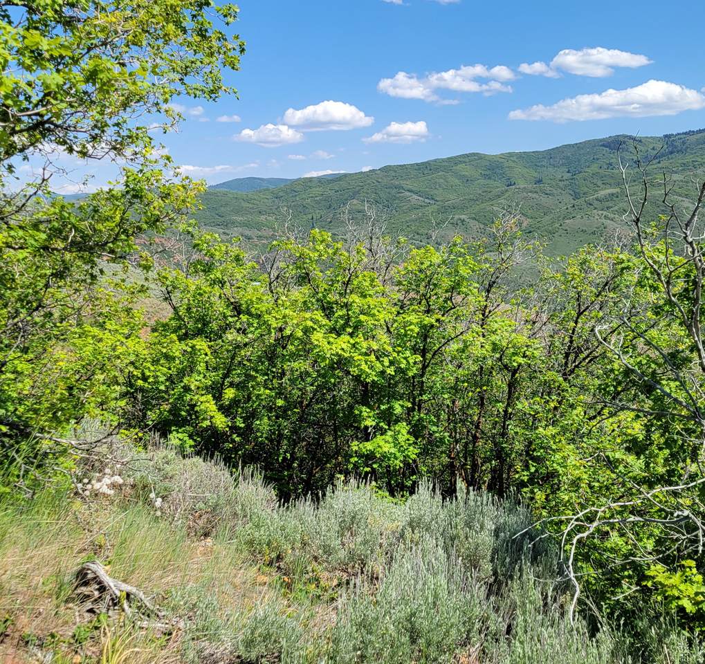 https://bt-photos.global.ssl.fastly.net/wasatch/1280_boomver_1_2148439-1.jpg