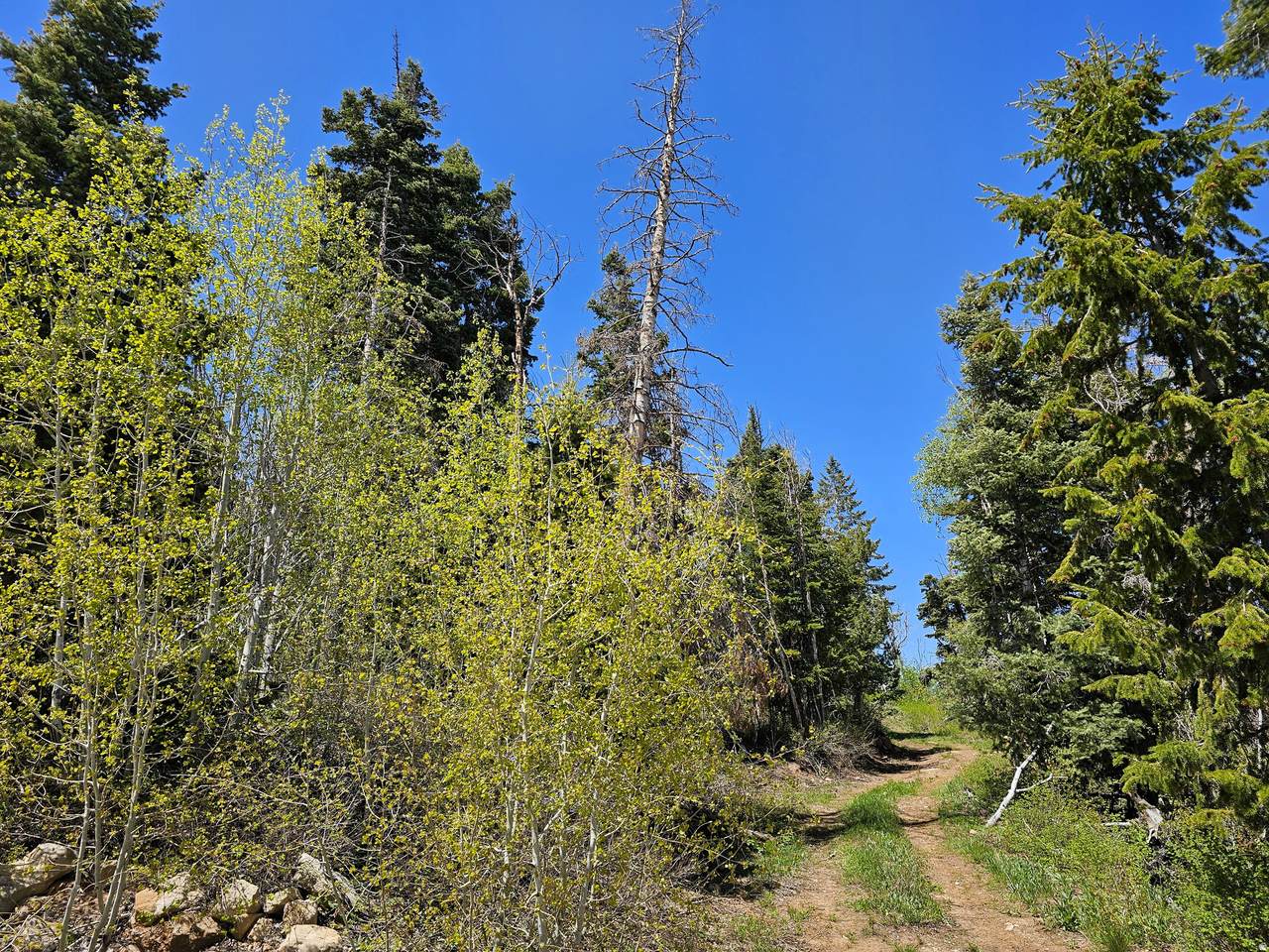 https://bt-photos.global.ssl.fastly.net/wasatch/1280_boomver_2_2151971-1.jpg