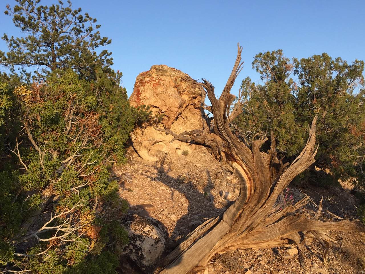 https://bt-photos.global.ssl.fastly.net/wasatch/1280_boomver_1_2156343-1.jpg