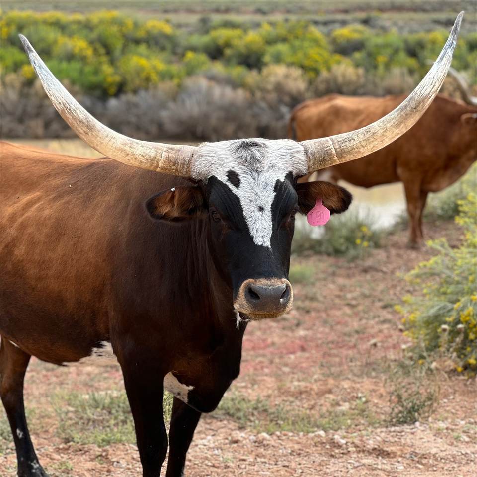 38 Broken Branch Rd - Photo 1