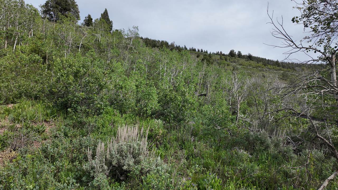 https://bt-photos.global.ssl.fastly.net/wasatch/1280_boomver_1_2163913-1.jpg